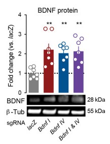 Western blot for BDNF protein after CRISPRa targeting.jpg